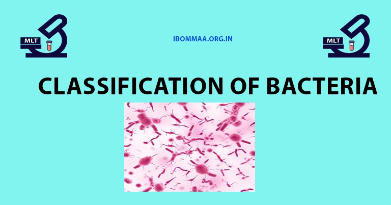 Classification of Bacteria