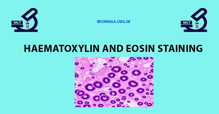 Haematoxylin and Eosin Staining